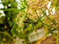 Monarch butterfly caterpillar feeds among the pink blossoms of a Narrowleaf Milkweed plant Royalty Free Stock Photo