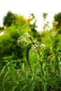 One large Monarch butterfly caterpillar and one tiny Monarch butterfly caterpillar feed on a Narrowleaf Milkweed plant Royalty Free Stock Photo