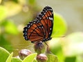 Monarch Butterfly (Danaus plexippus) - perched on a Cocoplum plant