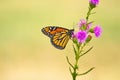 Monarch butterfly, Danaus plexippus, on a purple flower, Arizona. Royalty Free Stock Photo