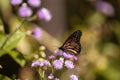 Monarch butterfly Danaus plexippus on a purple flower Royalty Free Stock Photo