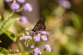 Monarch butterfly Danaus plexippus on a purple flower Royalty Free Stock Photo