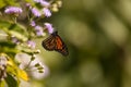 Monarch butterfly Danaus plexippus on a purple flower Royalty Free Stock Photo