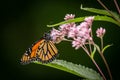 Monarch butterfly Danaus plexippus resting on a Joe Pye Weed flower Eutrochium purpureum Royalty Free Stock Photo