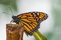 Monarch butterfly resting on a wooden stick Royalty Free Stock Photo