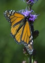 Monarch Butterfly (Danaus plexippus) - Side View