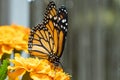 The monarch butterfly Danaus plexippus a simply, milkweed butterfly also called common tiger, wanderer, and black veined brown Royalty Free Stock Photo