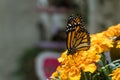 The monarch butterfly Danaus plexippus a simply, milkweed butterfly also called common tiger, wanderer, and black veined brown Royalty Free Stock Photo