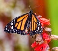 Monarch Butterfly sitting on a flower Royalty Free Stock Photo