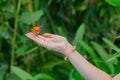 Monarch butterfly, danaus plexippus, sitting on woman right hand, Royalty Free Stock Photo