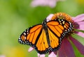 Monarch Butterfly on Purple Coneflower Royalty Free Stock Photo