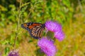 Monarch butterfly, Danaus plexippus, wanderer, common tiger, on purple flower, thistle Royalty Free Stock Photo