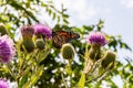 Monarch butterfly, Danaus plexippus, wanderer, common tiger, on purple flower, thistle Royalty Free Stock Photo