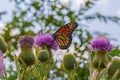 Monarch butterfly, Danaus plexippus, wanderer, common tiger, on purple thistle flower, Royalty Free Stock Photo