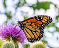 Monarch butterfly, Danaus plexippus, wanderer, common tiger, on purple thistle flower, Royalty Free Stock Photo
