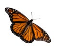 Monarch butterfly isolated on white background Royalty Free Stock Photo