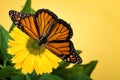 Monarch butterfly Danaus plexippus on yellow coneflower Royalty Free Stock Photo