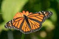 Monarch Butterfly Danaus plexippus on Zinnia Royalty Free Stock Photo