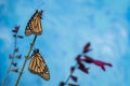 Two Monarch Butterflies on same flower stem blue background