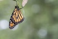 Monarch Butterfly newly emerged from Chrysalis dries wings green background Royalty Free Stock Photo