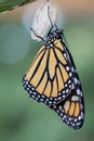 Monarch Butterfly newly emerged from Chrysalis dries wings green background Royalty Free Stock Photo