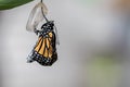 Monarch Butterfly newly emerged from Chrysalis dries wings Royalty Free Stock Photo