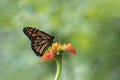 Monarch Butterfly on orange Mexican Sunflower, Tithonia, green background Royalty Free Stock Photo