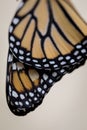 Monarch Butterfly wings drying closeup selective focus light background Royalty Free Stock Photo