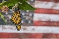 Monarch butterfly newly emerged from Chrysalis on Milkweed Royalty Free Stock Photo