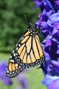 Monarch Butterfly on Delphinium Royalty Free Stock Photo