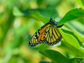 Monarch butterfly depositing and egg on milkweed leaf Royalty Free Stock Photo