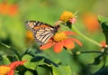 Monarch butterfly drawing nectar from red flower with yellow center in selective focus with Royalty Free Stock Photo