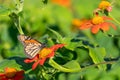 Monarch butterfly drawing nectar from red flower with yellow center in selective focus with Royalty Free Stock Photo