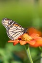 Monarch butterfly drawing nectar from red flower with yellow center in selective focus with Royalty Free Stock Photo