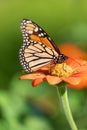 Monarch butterfly drawing nectar from red flower with yellow center in selective focus with Royalty Free Stock Photo