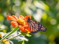 Monarch butterfly drawing nectar from red flower with yellow center in selective focus with Royalty Free Stock Photo