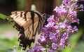 Monarch Butterfly drinking nectar