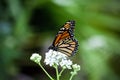 A monarch butterfly drinking nectar from white flowers Royalty Free Stock Photo