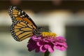 Monarch Butterfly Drinking on a Pink Zinnia