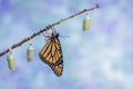 Monarch Butterfly drying wings next to three Chrysalides