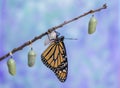 Monarch Butterfly drying wings next to three Chrysalides