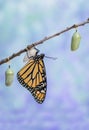 Monarch Butterfly drying wings next to two Chrysalides