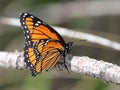 Viceroy Butterfly in Eastern Washington