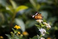 monarch butterfly eat on white flower