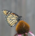Monarch Butterfly on an Echinacea Flower Royalty Free Stock Photo