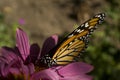 Monarch butterfly on Echinacea flower close up Royalty Free Stock Photo