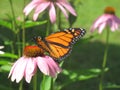 Monarch butterfly on an echinacea flower Royalty Free Stock Photo