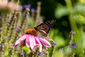 Monarch Butterfly on Echinacea Purple Coneflower Royalty Free Stock Photo