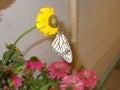 A monarch butterfly on the edge of a flower Royalty Free Stock Photo