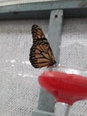 A monarch butterfly on the edge of a glass Royalty Free Stock Photo